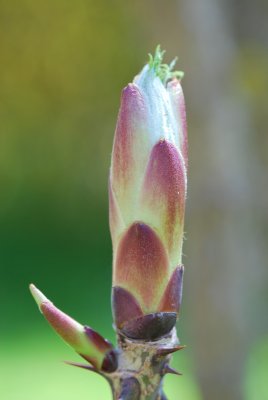 Kalopanax pictus 'Maximowiczii' - dlanitec pestrý 'Maximowiczii' - jarní pučení